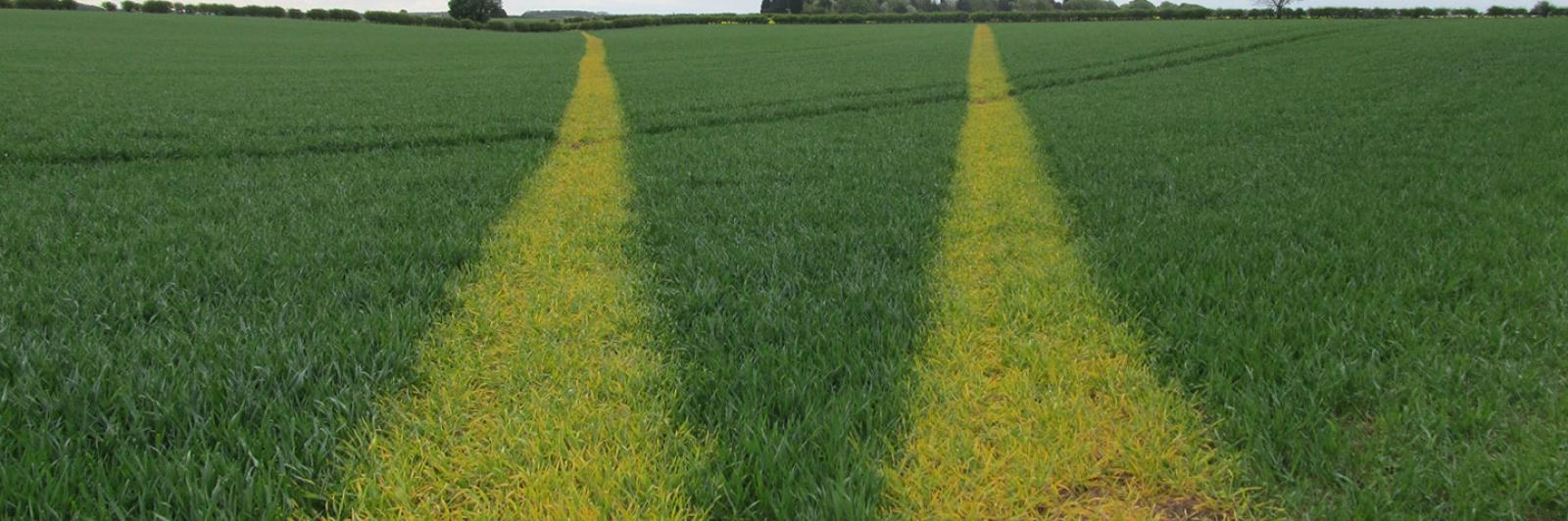Green field