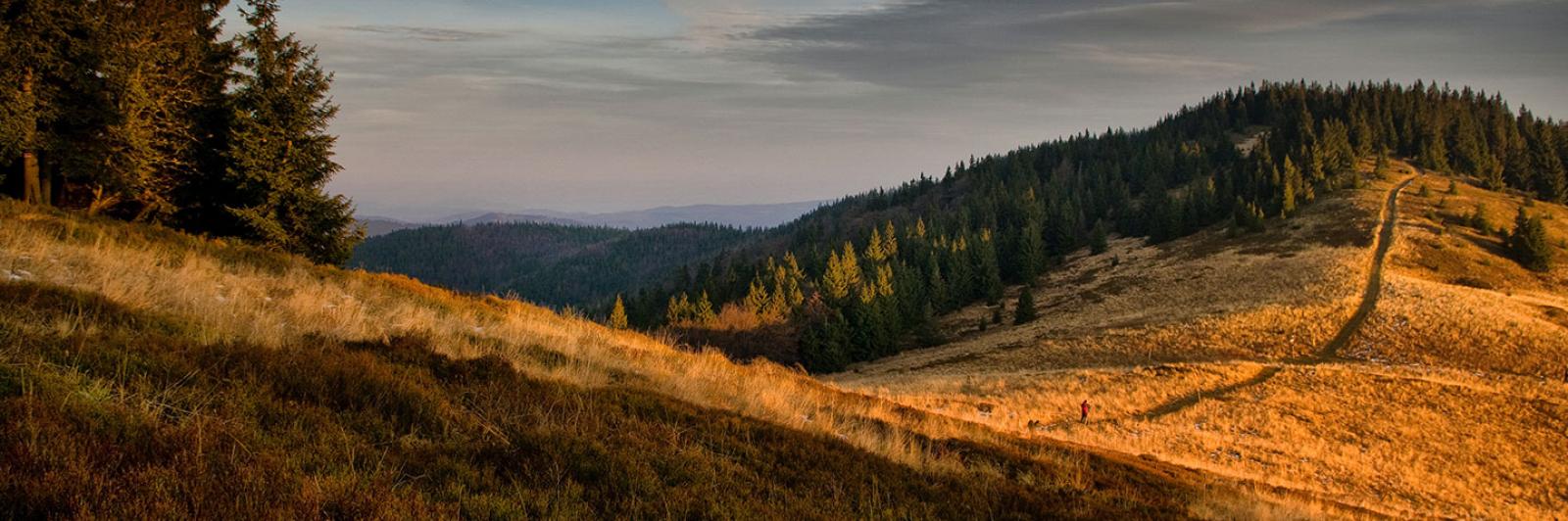woodland moorland