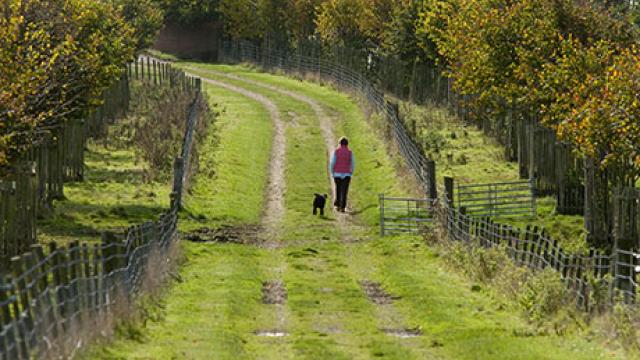 dog walker in field
