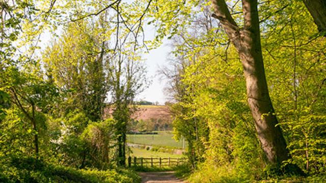 woodland summer path