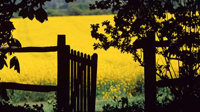 Summer field and gate